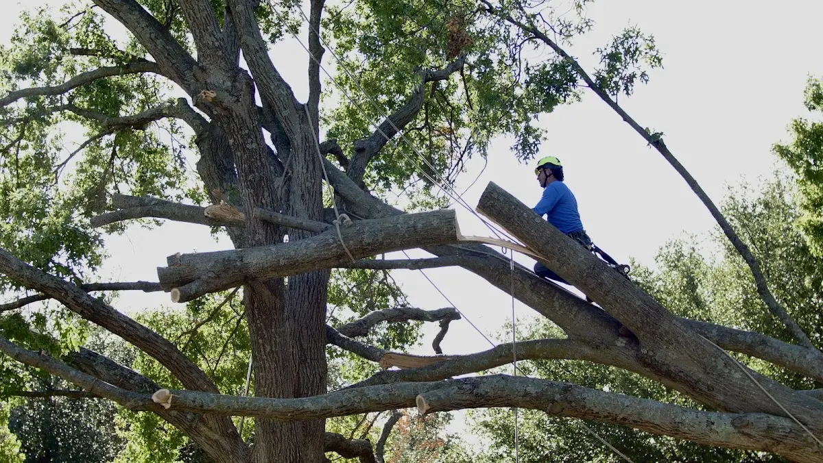 Professional Crown Thinning performed by certified arborists in Manti